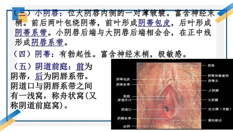 女性生殖器